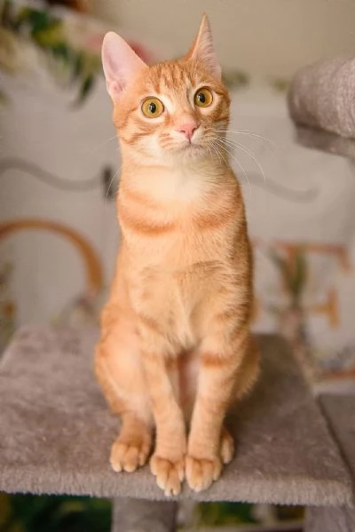 Zoe una perla rossa di otto mesi | Foto 3