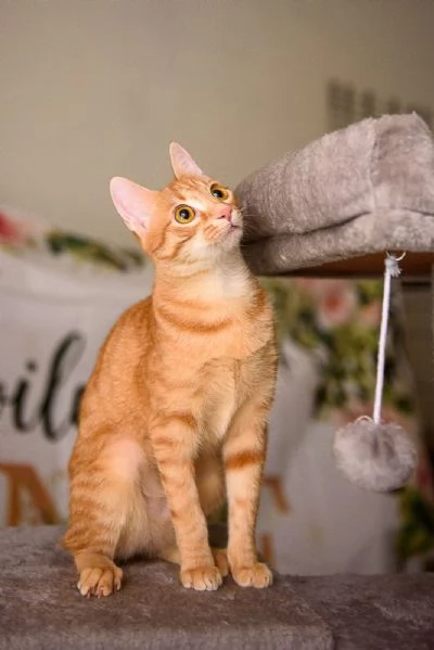 Zoe una perla rossa di otto mesi