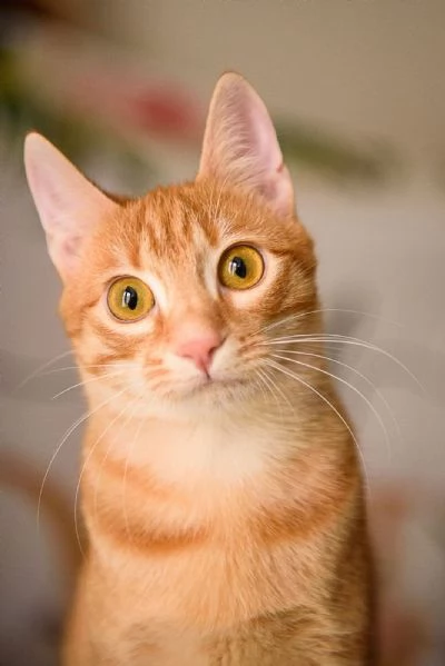 Zoe una perla rossa di otto mesi | Foto 2