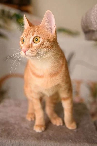 Zoe una perla rossa di otto mesi | Foto 0