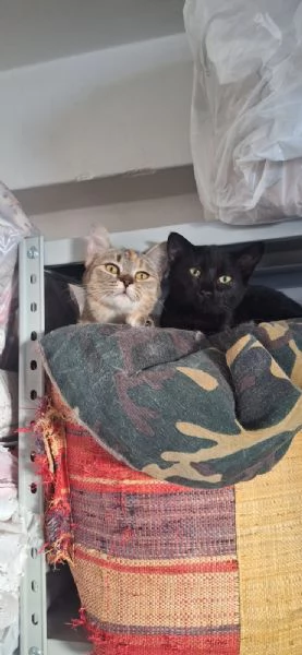 Mul&agrave;n e Merida, 4 mesi e super dolci | Foto 3