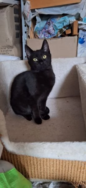 Mul&agrave;n e Merida, 4 mesi e super dolci | Foto 1