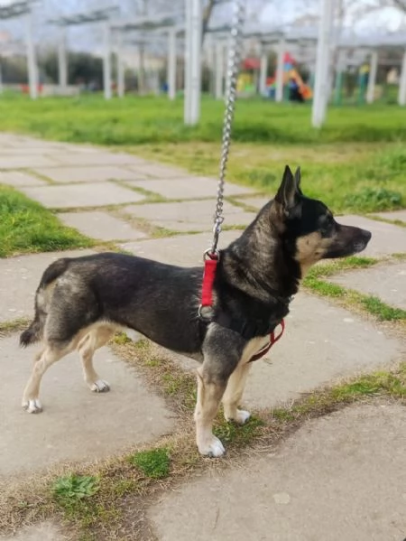 Spikie maschietto taglia contenuta | Foto 5