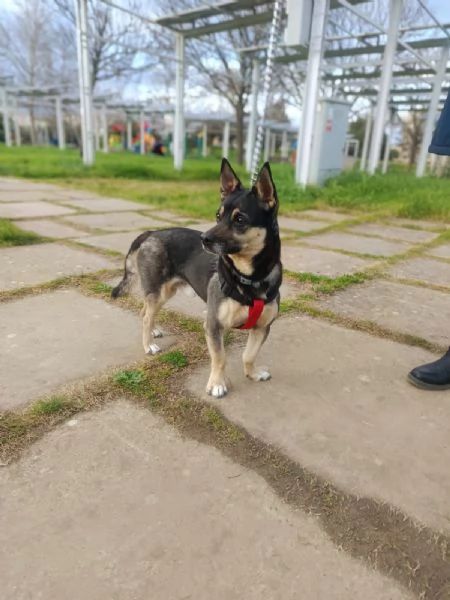 Spikie maschietto taglia contenuta | Foto 4