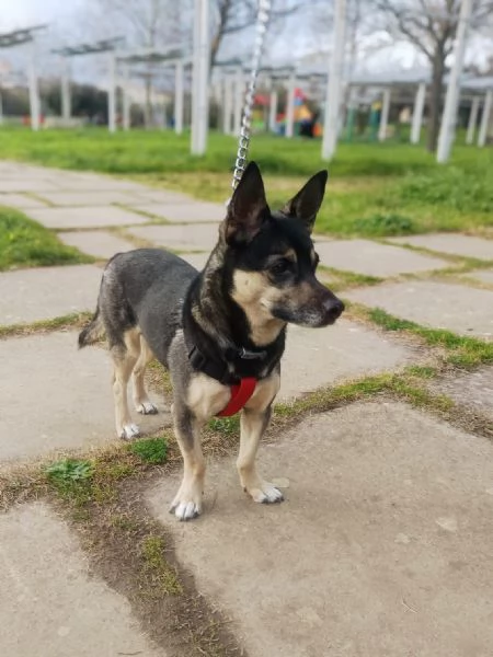 Spikie maschietto taglia contenuta | Foto 3