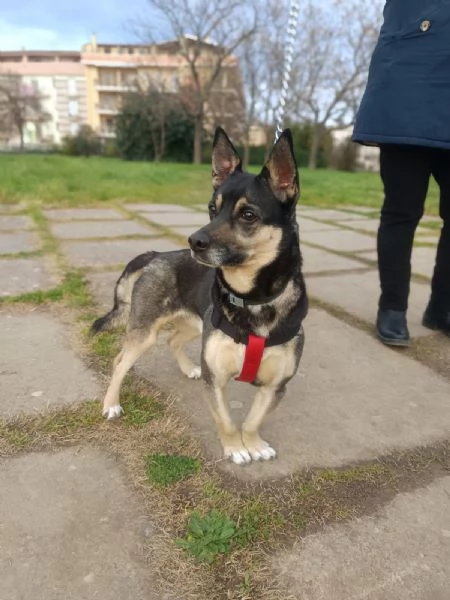 Spikie maschietto taglia contenuta