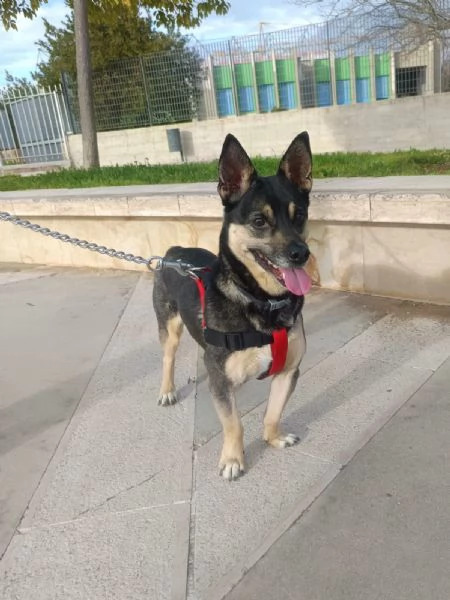 Giovane maschietto taglia medio piccola | Foto 3