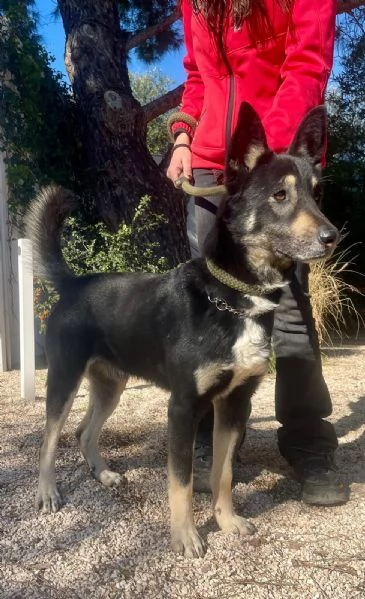 Giove simil pastore tedesco taglia media | Foto 4
