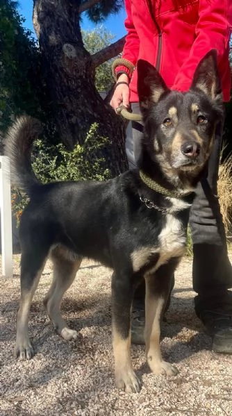 Giove simil pastore tedesco taglia media | Foto 3