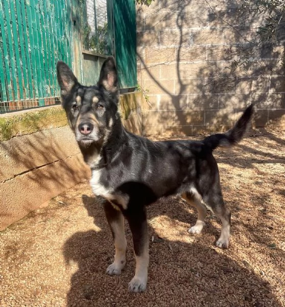 Giove simil pastore tedesco taglia media | Foto 2