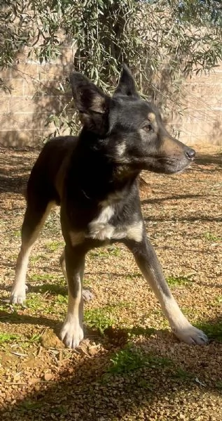 Giove simil pastore tedesco taglia media | Foto 1