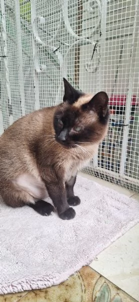 Blu siamesina dolce e serena | Foto 1