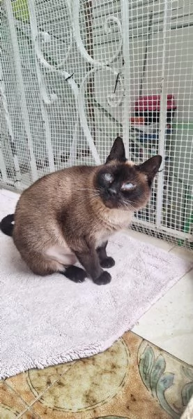 Blu siamesina dolce e serena | Foto 0