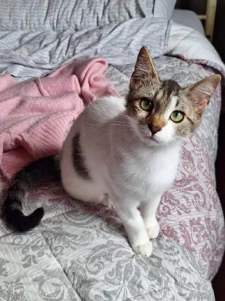 Piuma, dolce micetta 6 mesi | Foto 2