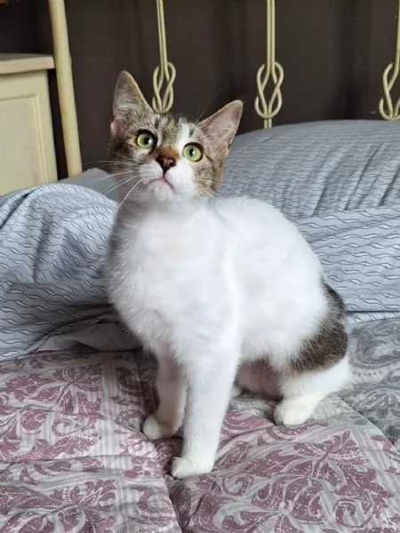 Piuma, dolce micetta 6 mesi | Foto 1