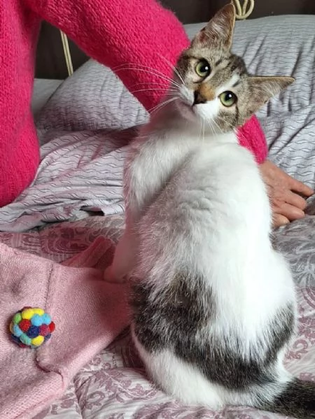 Piuma, dolce micetta 6 mesi | Foto 0