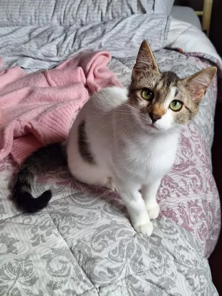 Piuma, dolce micetta 6 mesi