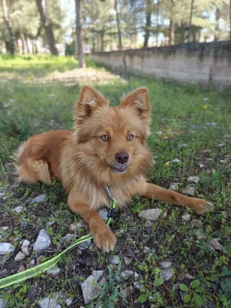 Un raggio di sole chiamato Rusty | Foto 4