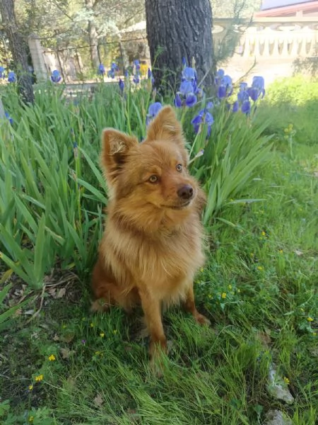 Un raggio di sole chiamato Rusty | Foto 2