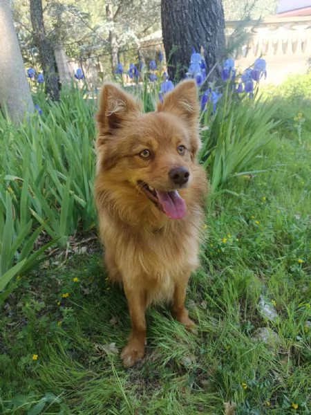 Un raggio di sole chiamato Rusty