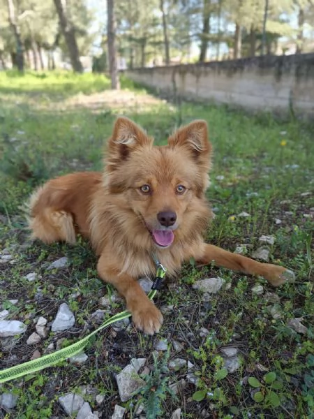 Dolce cagnolino 1 anno e mezzo taglia media | Foto 4