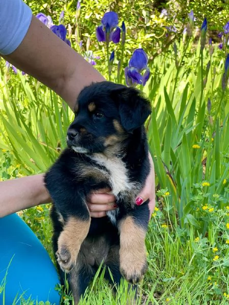 Freya cucciola 2 mesi | Foto 3