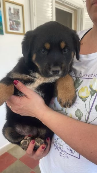 Freya cucciola 2 mesi