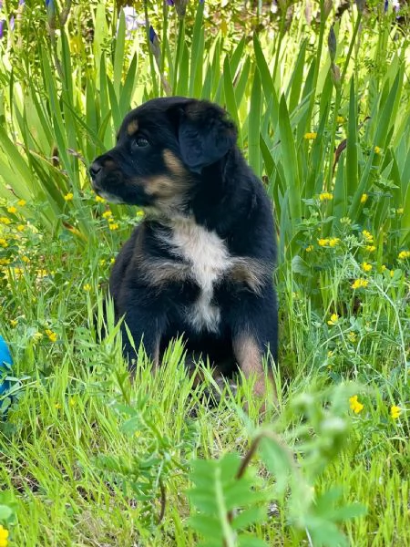 Freya cucciola 2 mesi | Foto 0