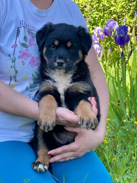 Cucciola 2 mesi mix rott tenerissima | Foto 3