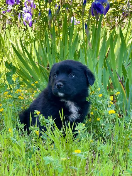 Cucciolotto 2 mesi super paccioccone | Foto 4