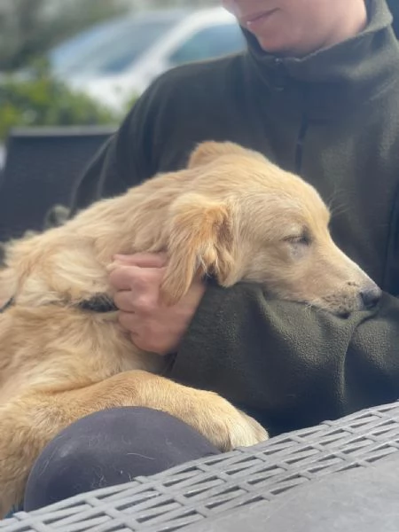 Aurora mix golden 7 mesi | Foto 4