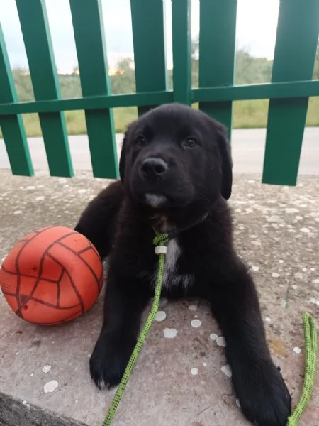 Cucciolotto da sogno 2 mesi e mezzo | Foto 1