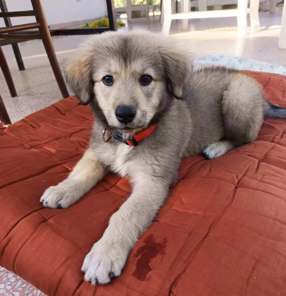 Lyuba, cucciola 2 mesi