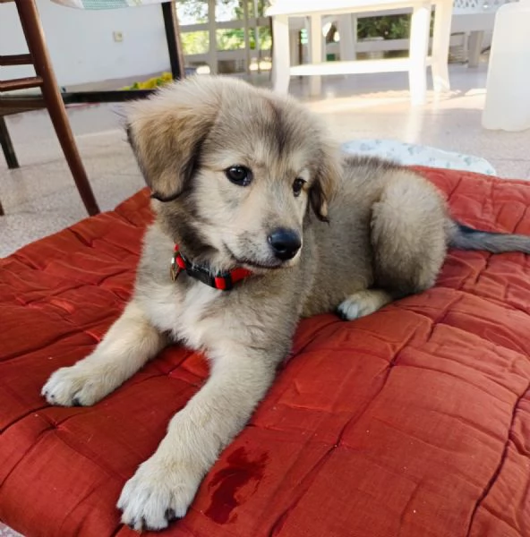 Lyuba, cucciola 2 mesi | Foto 1