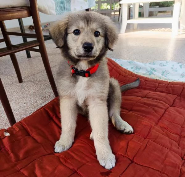Lyuba, cucciola 2 mesi | Foto 0