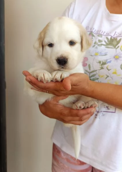 Bella, cucciola da sogno taglia media | Foto 3