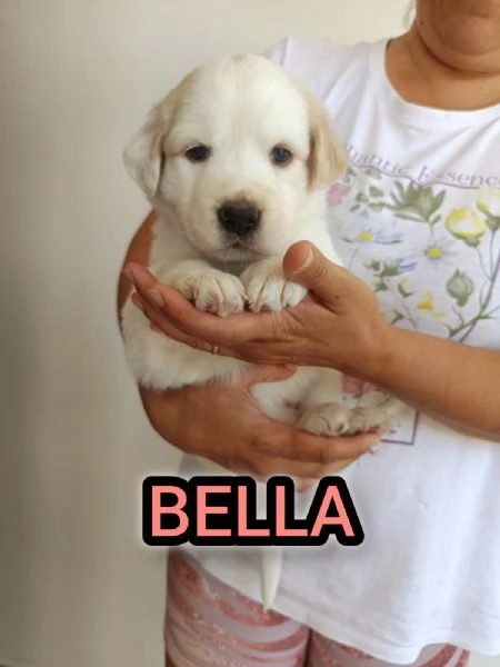 Bella, cucciola da sogno taglia media