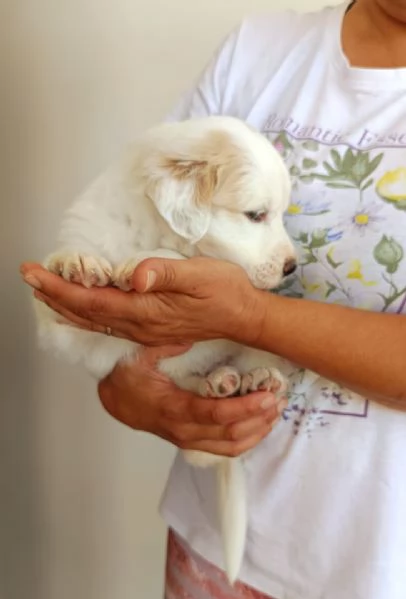 Bella, cucciola da sogno taglia media | Foto 2