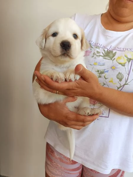 Bella, cucciola da sogno taglia media | Foto 1