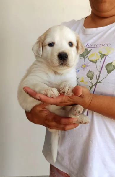Bella, cucciola da sogno taglia media | Foto 0