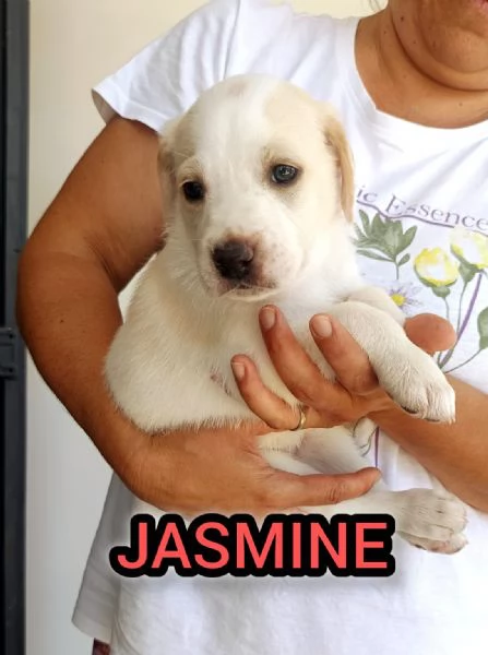 Jasmine cucciola futura taglia media