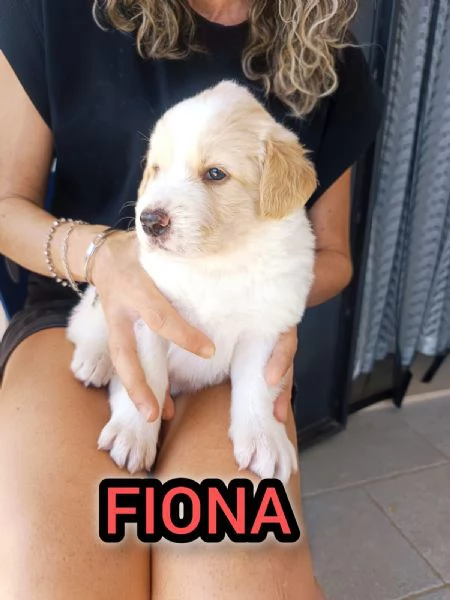 Fiona cucciola da spuppazzare