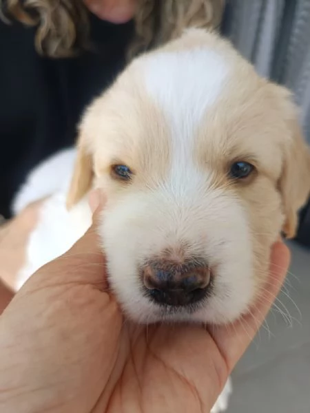 Fiona cucciola da spuppazzare | Foto 4
