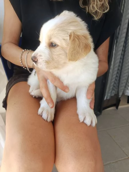 Fiona cucciola da spuppazzare | Foto 3