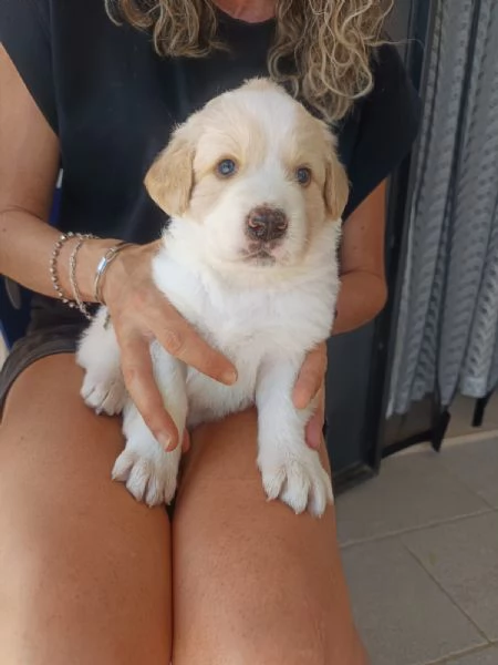 Fiona cucciola da spuppazzare | Foto 2