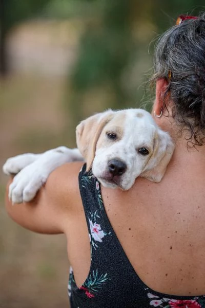 Aladdin cucciolino mix cane da caccia