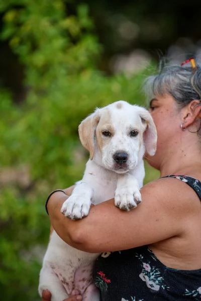 Aladdin cucciolino mix cane da caccia | Foto 4