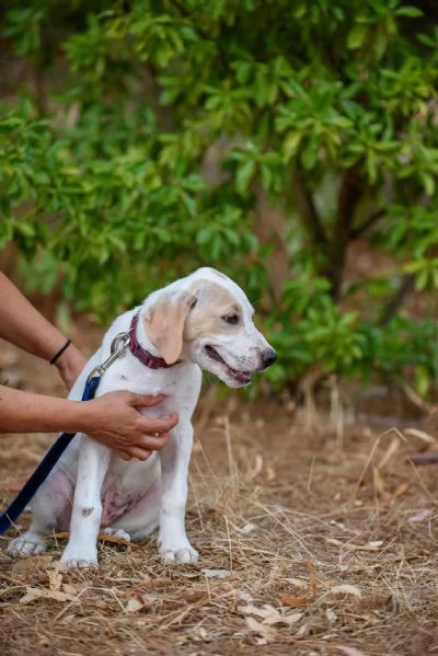 Aladdin cucciolino mix cane da caccia | Foto 3