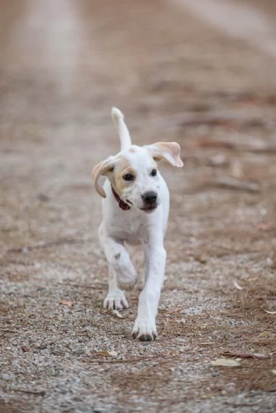 Aladdin cucciolino mix cane da caccia | Foto 2