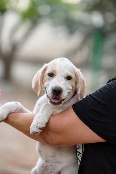 Aladdin cucciolino mix cane da caccia | Foto 1